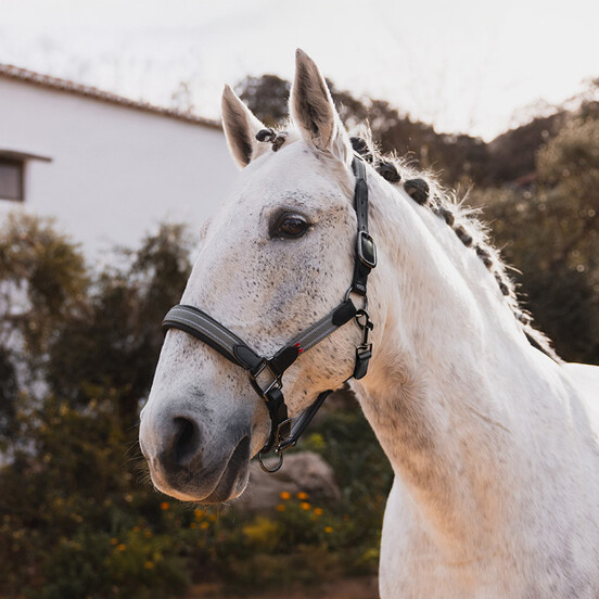 Halters & Leads