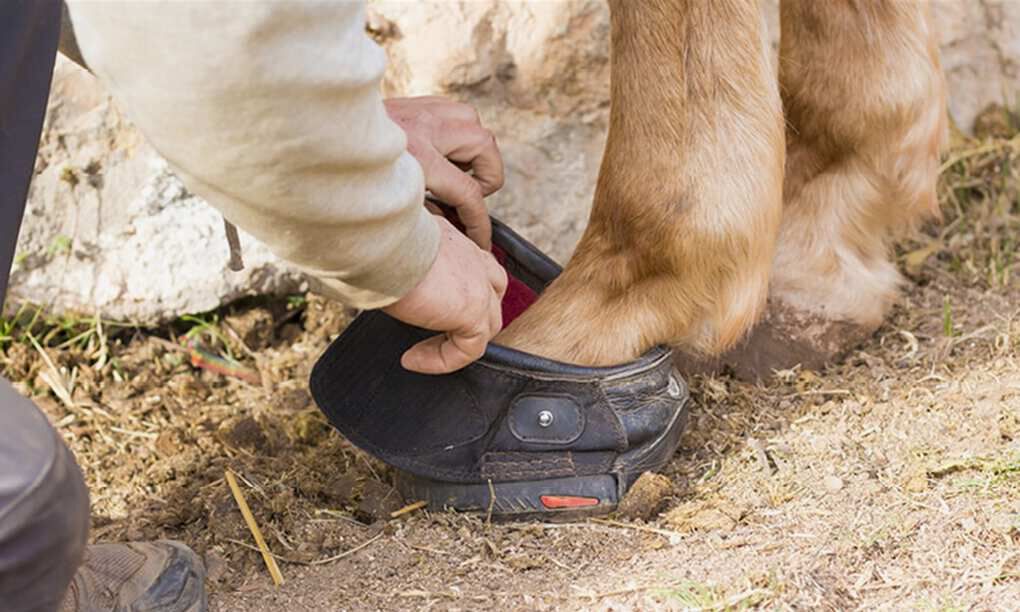 Pony hoof boots 2025