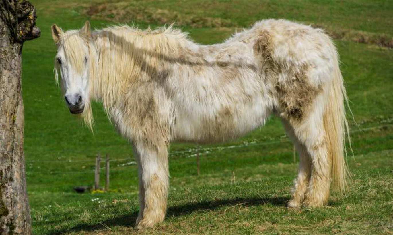 What is Cushing's disease in horses? Learn how to treat it properly and