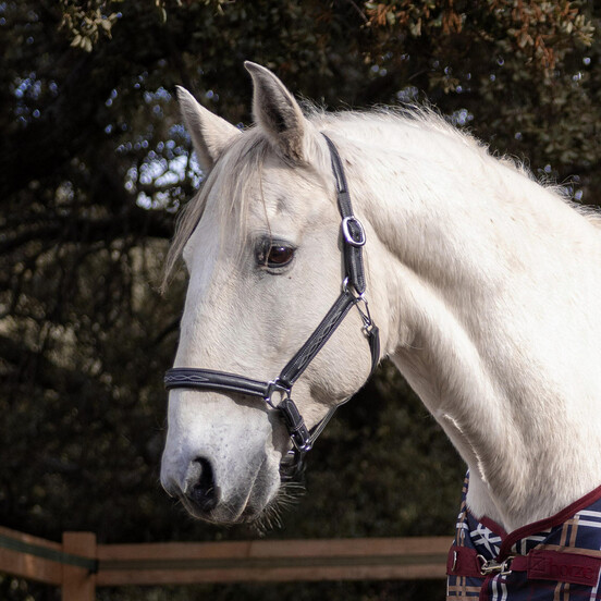 Halters & Leads
