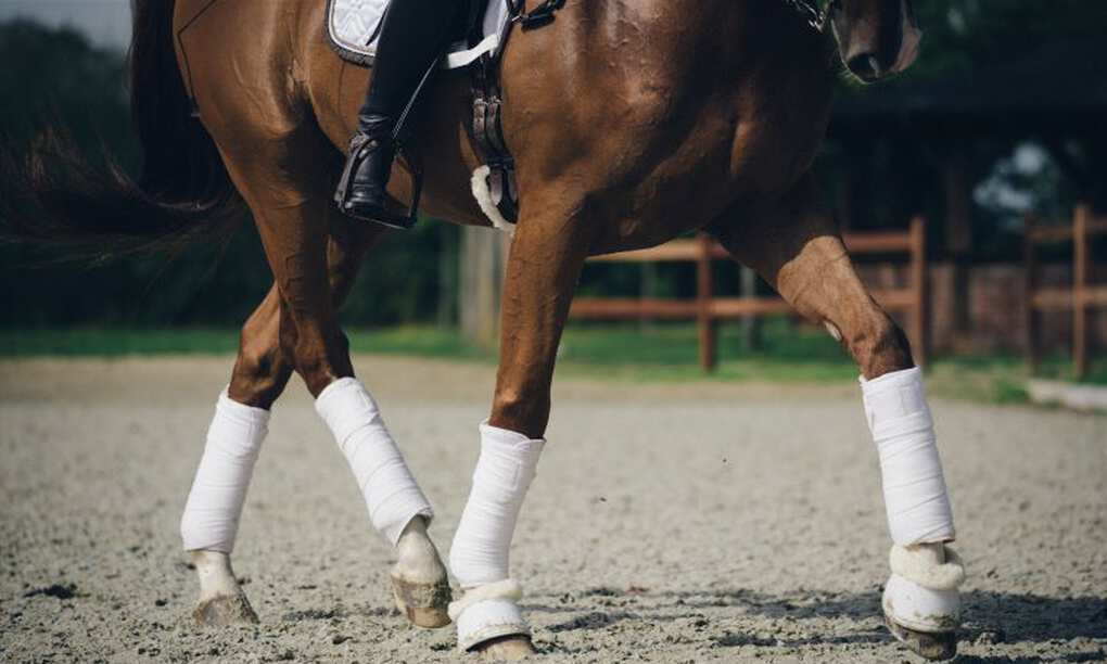 Bandaging a horse correctly How it s done Horze Magazine