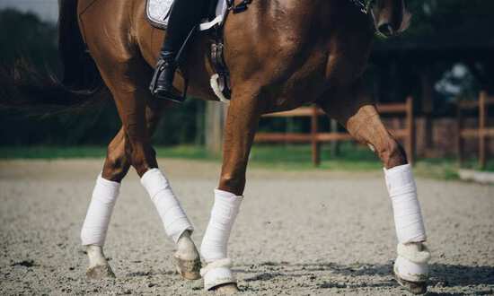 Bandaging a horse correctly to protect its legs