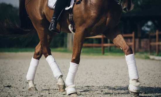 Horse cheap leg boots