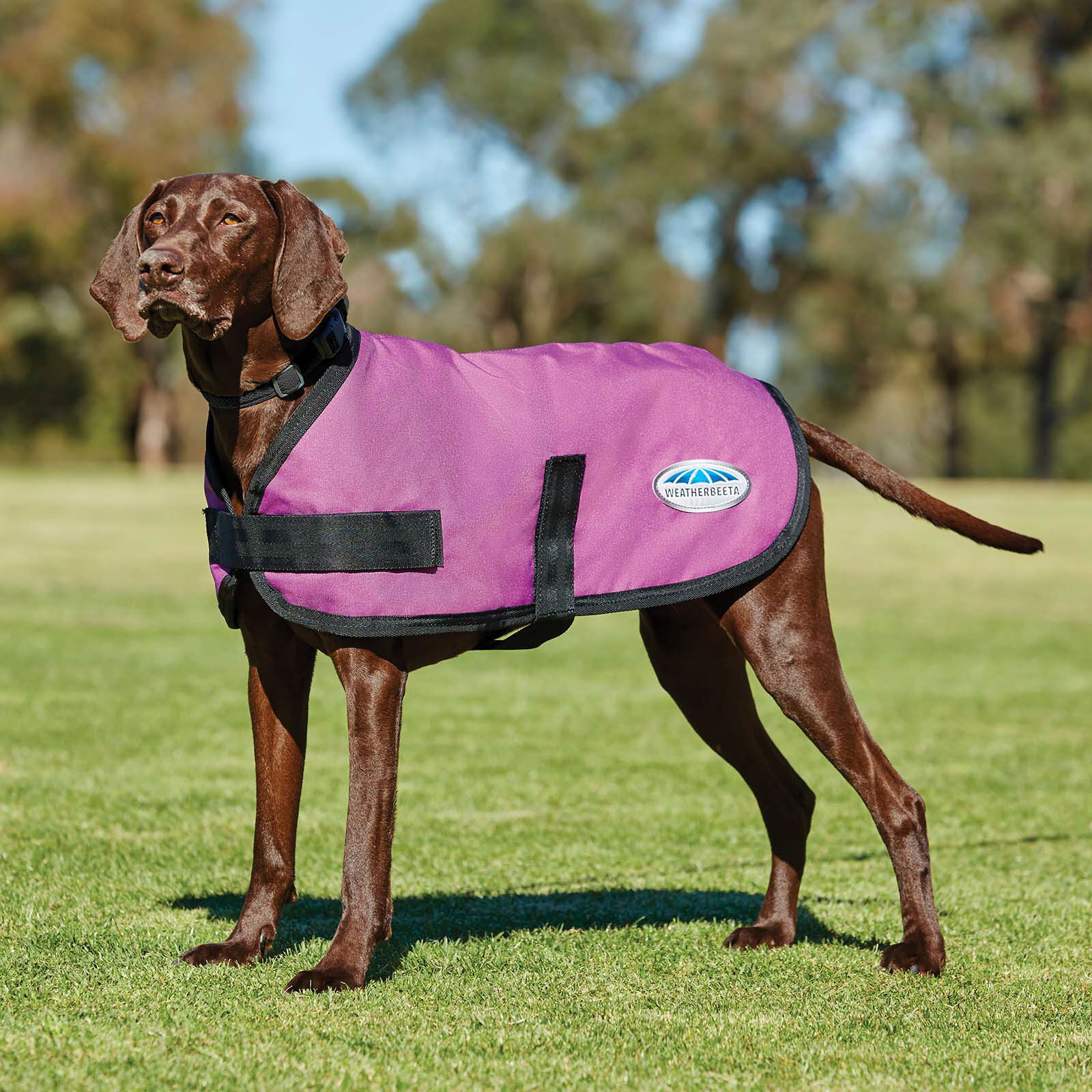 80cm dog coat hot sale