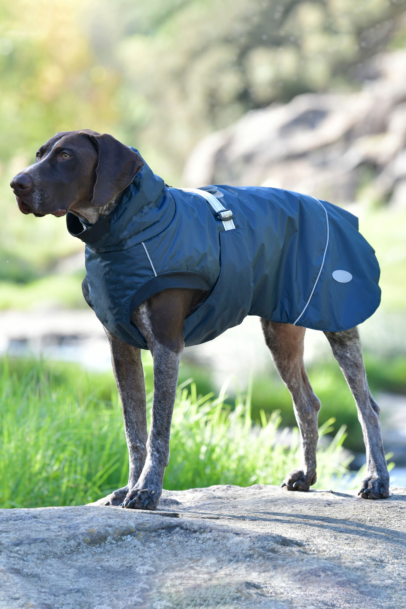 Medium 2025 dog clothes