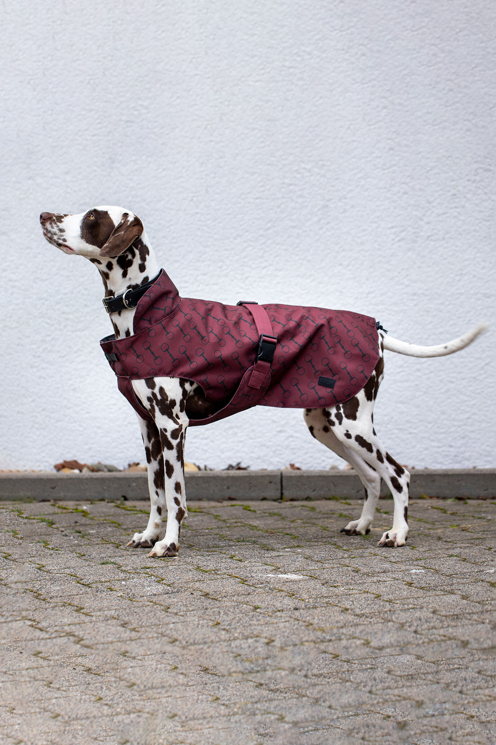 Belstaff hot sale dog coat