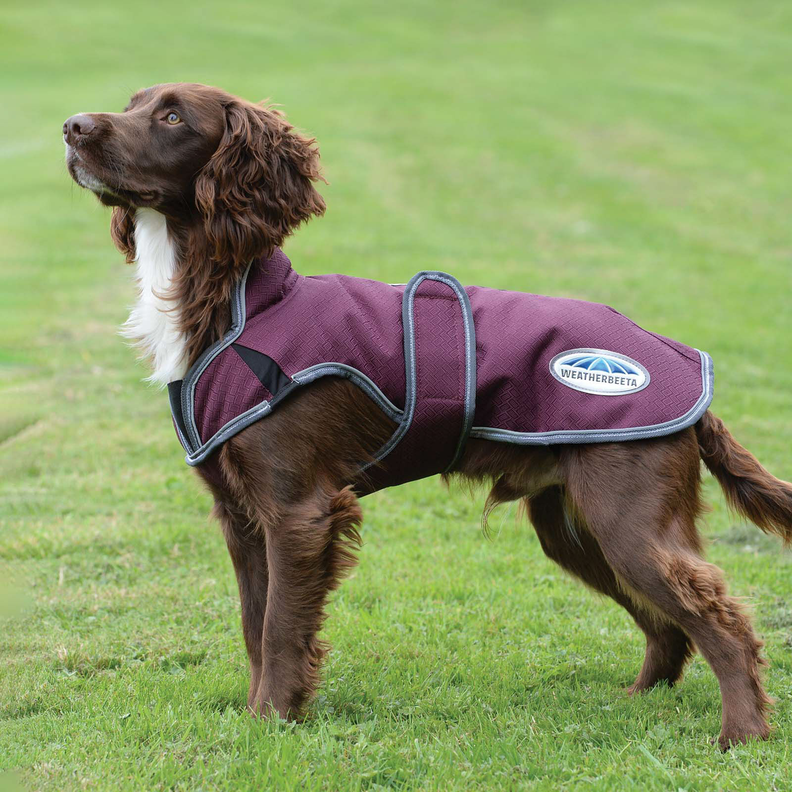 Weatherbeeta dog coats uk on sale