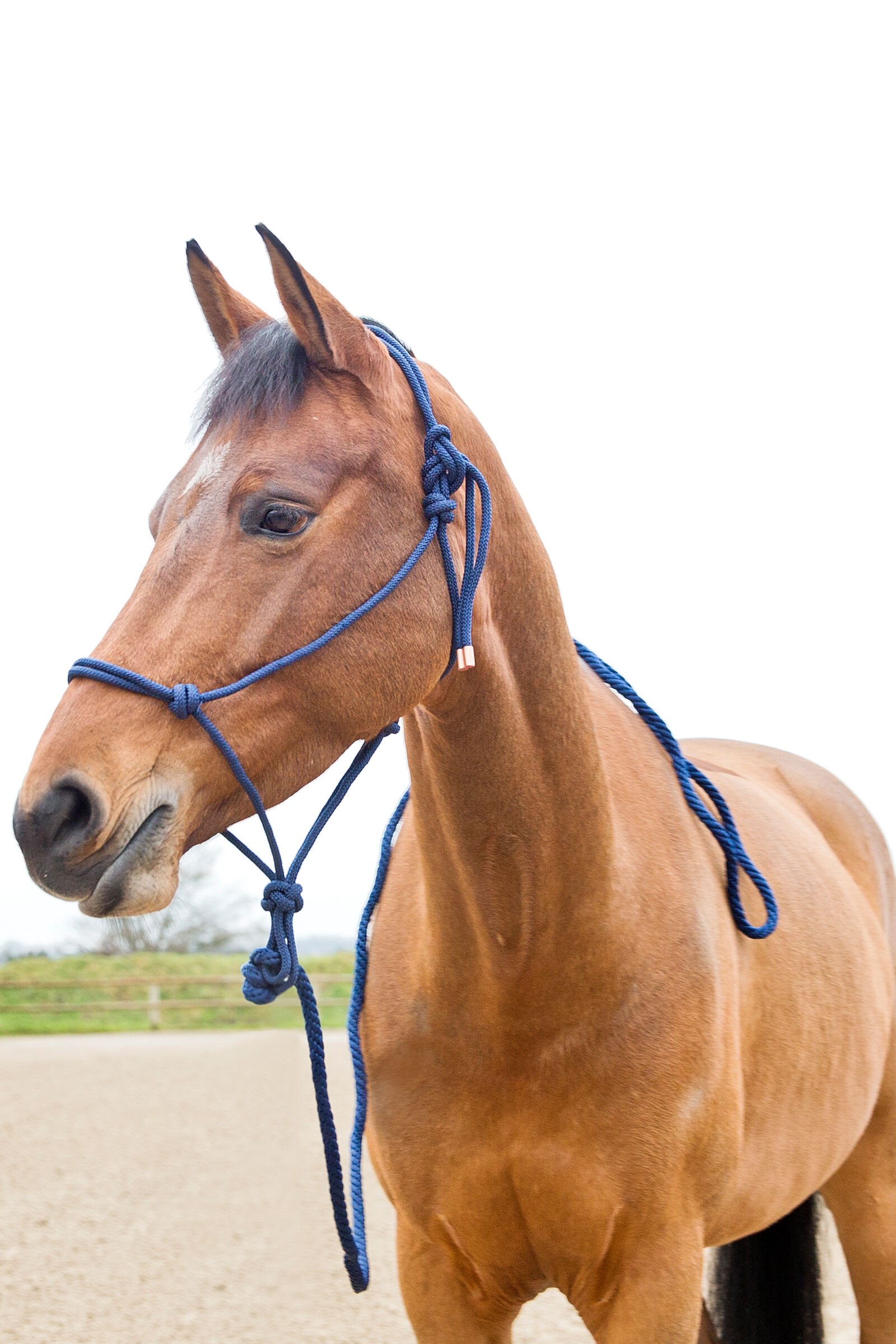 Rope halter 2025