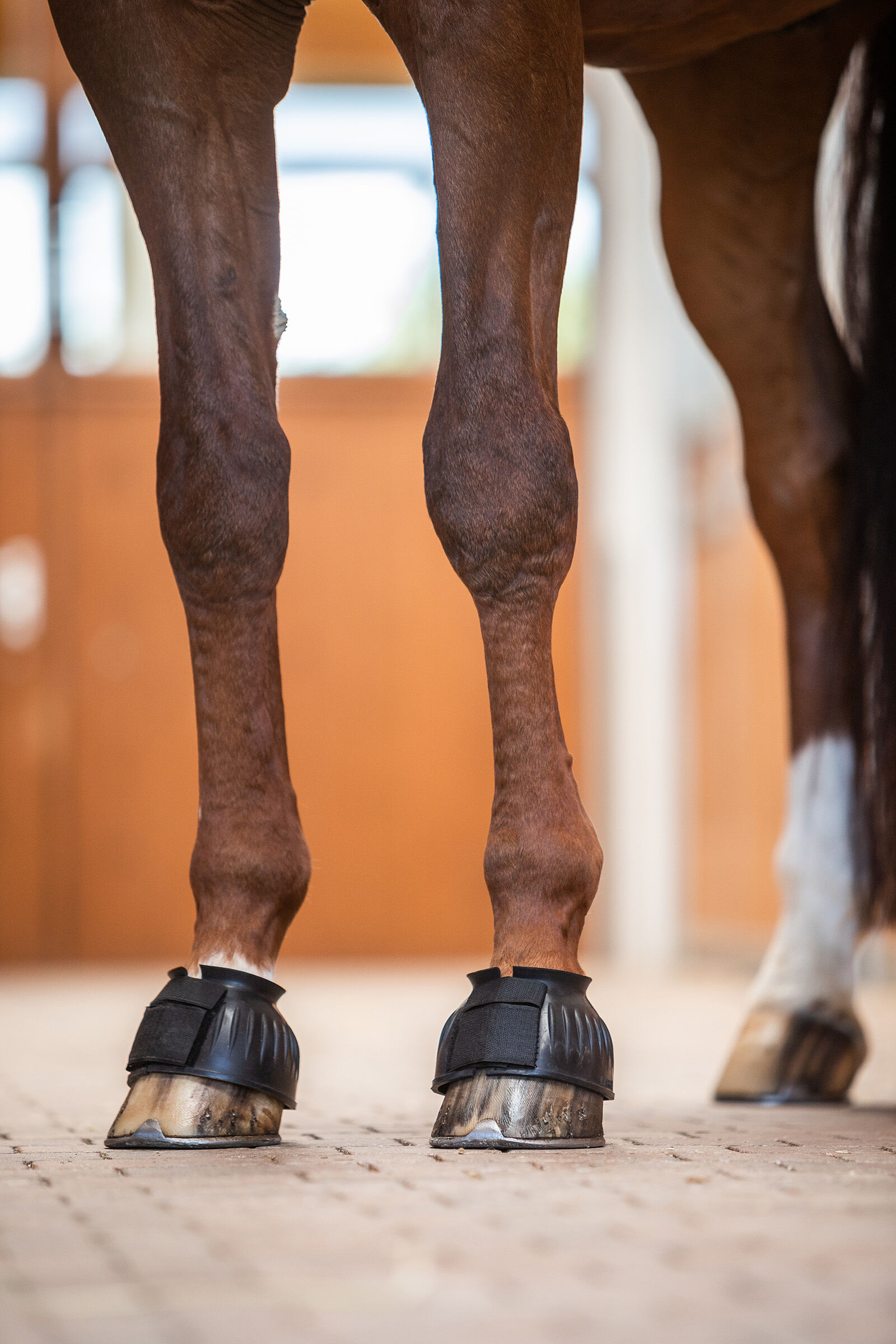 Bell boots on a horse hotsell