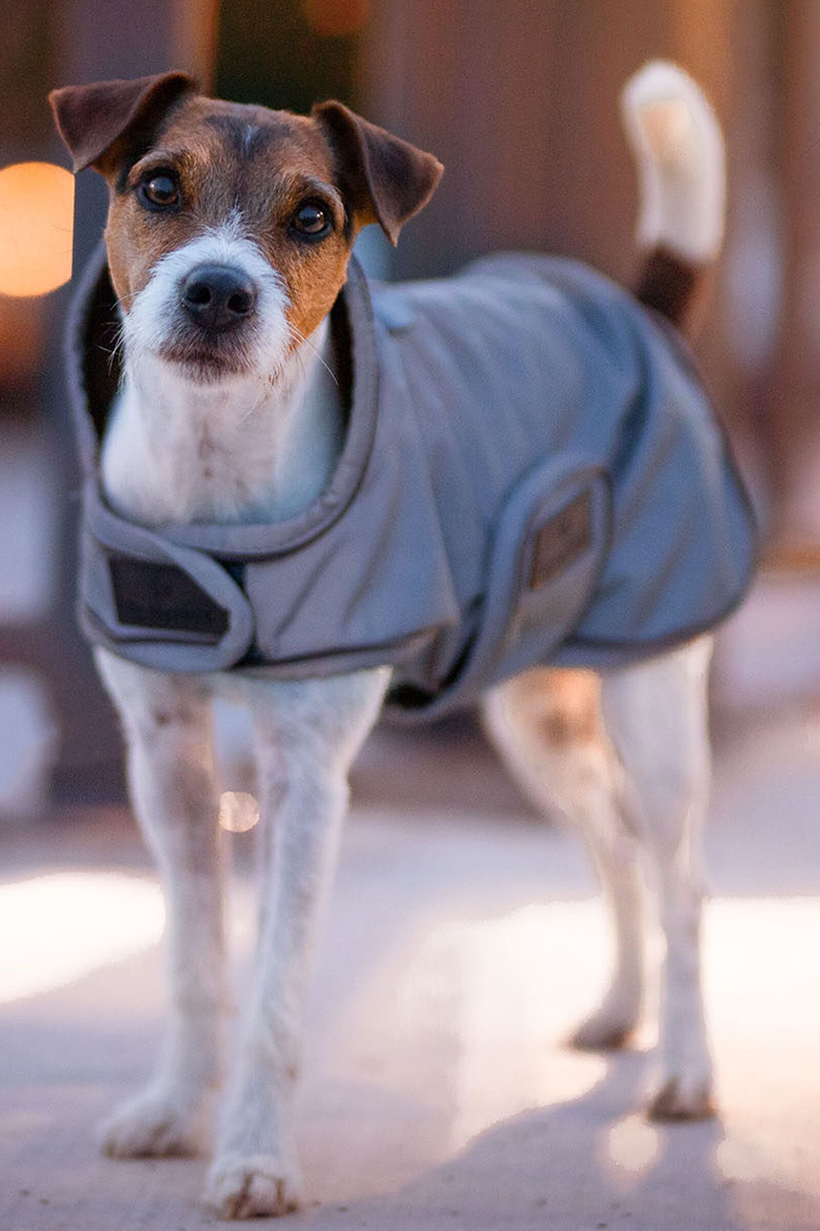 Kentucky Dogwear Dog Coat Reflective Water Repellent horze