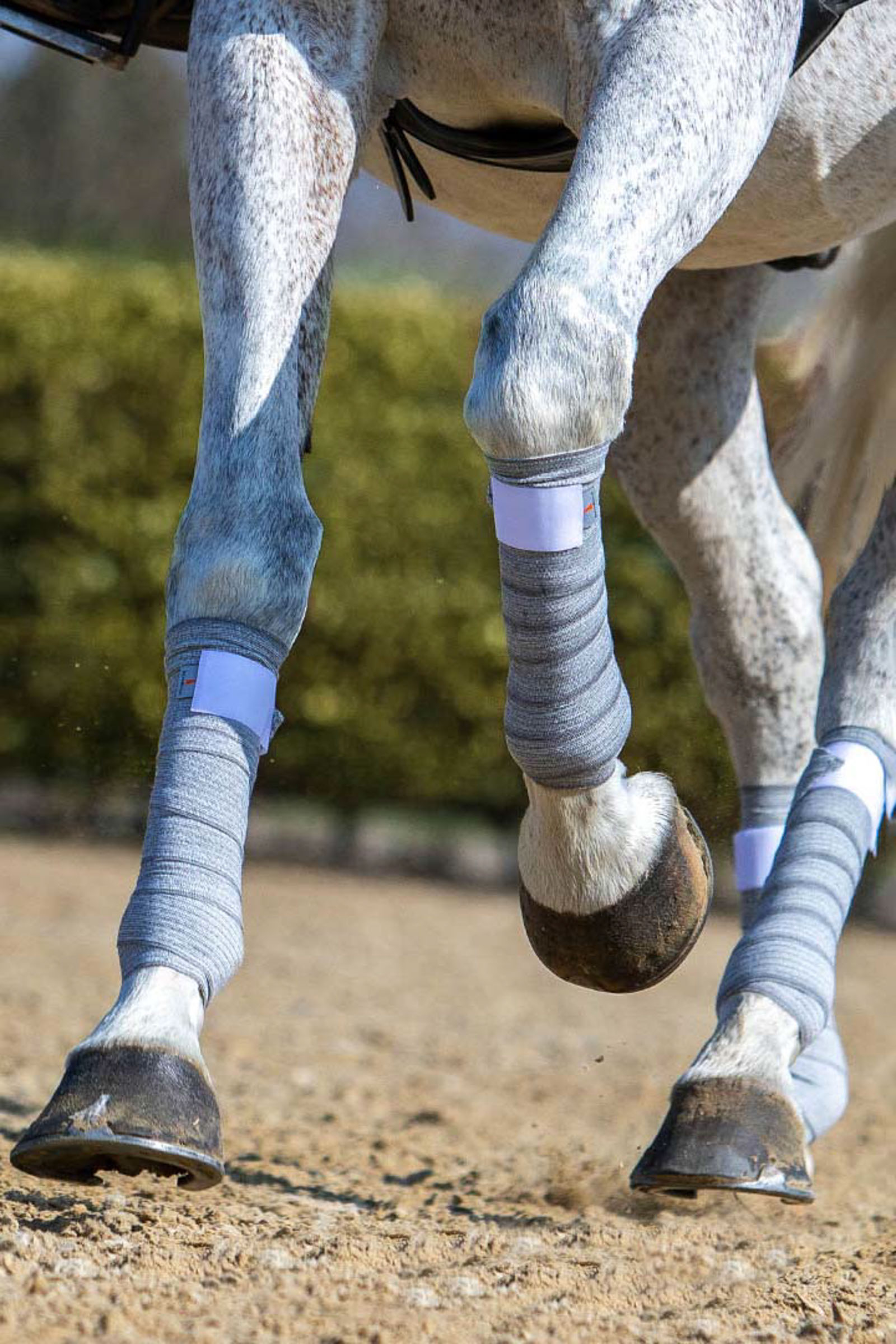 Horse Leg Wraps horze