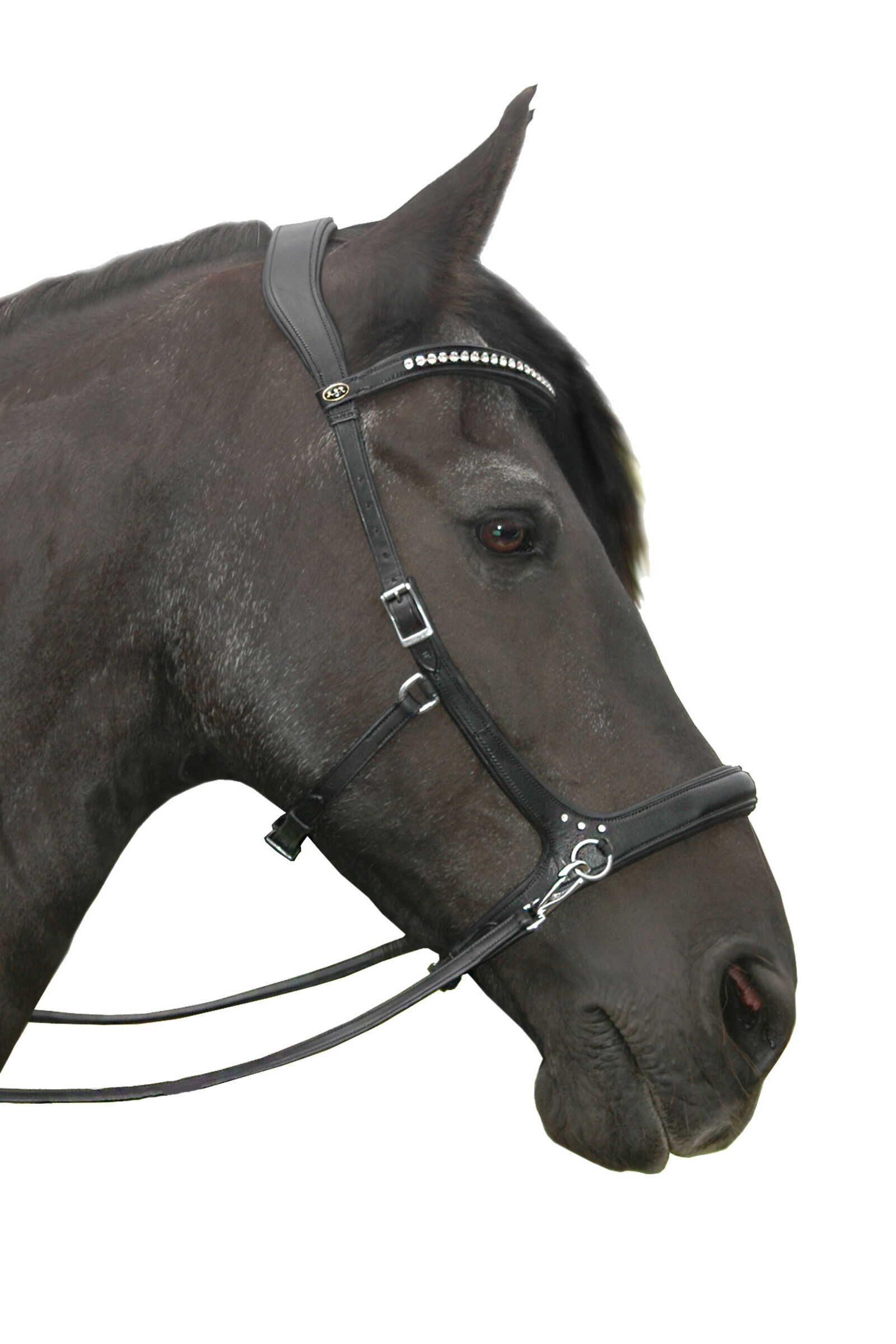 Bitless store western bridle