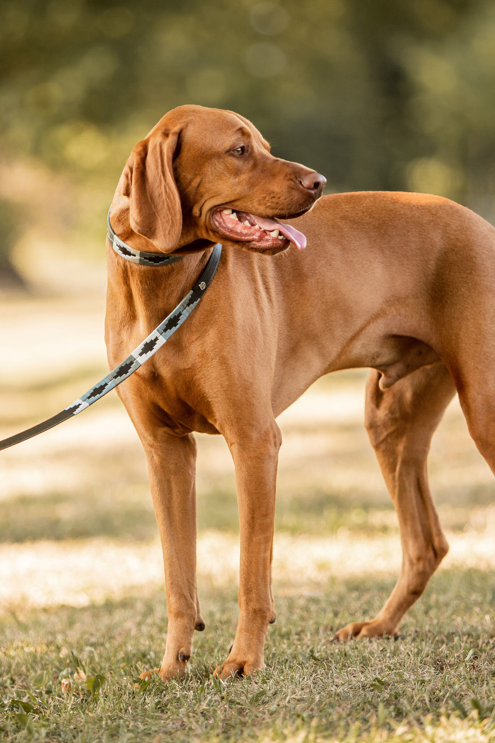 Vizsla leash outlet