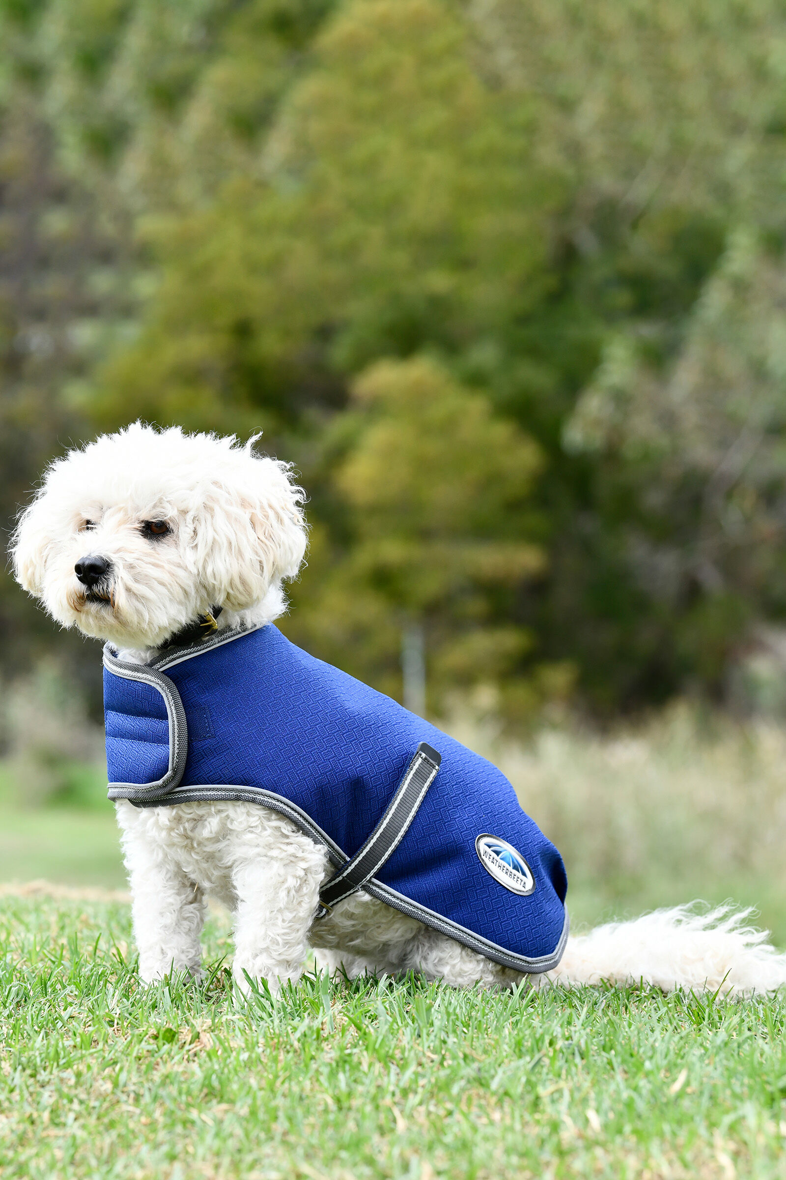 Medium dog best sale jacket