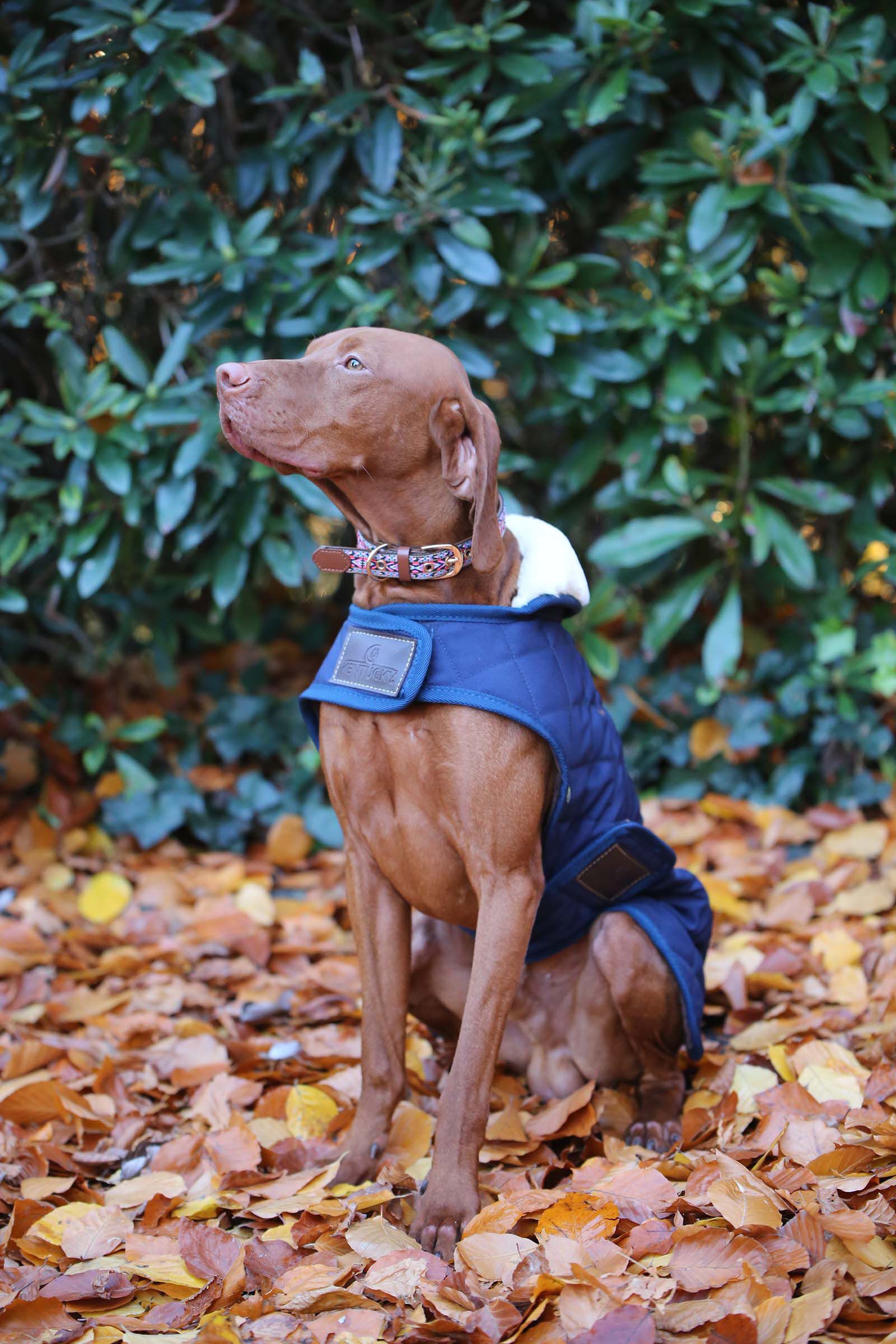Vizsla waterproof coat top