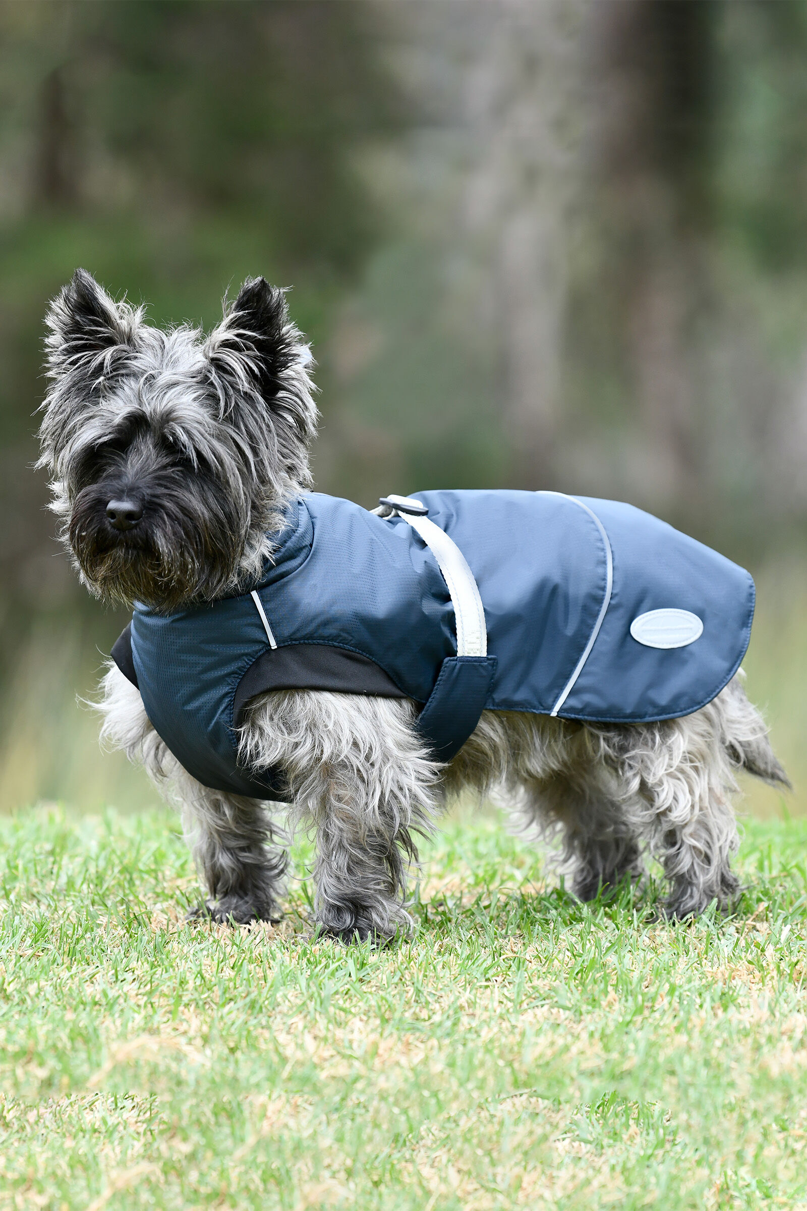 Medium shop dog jacket