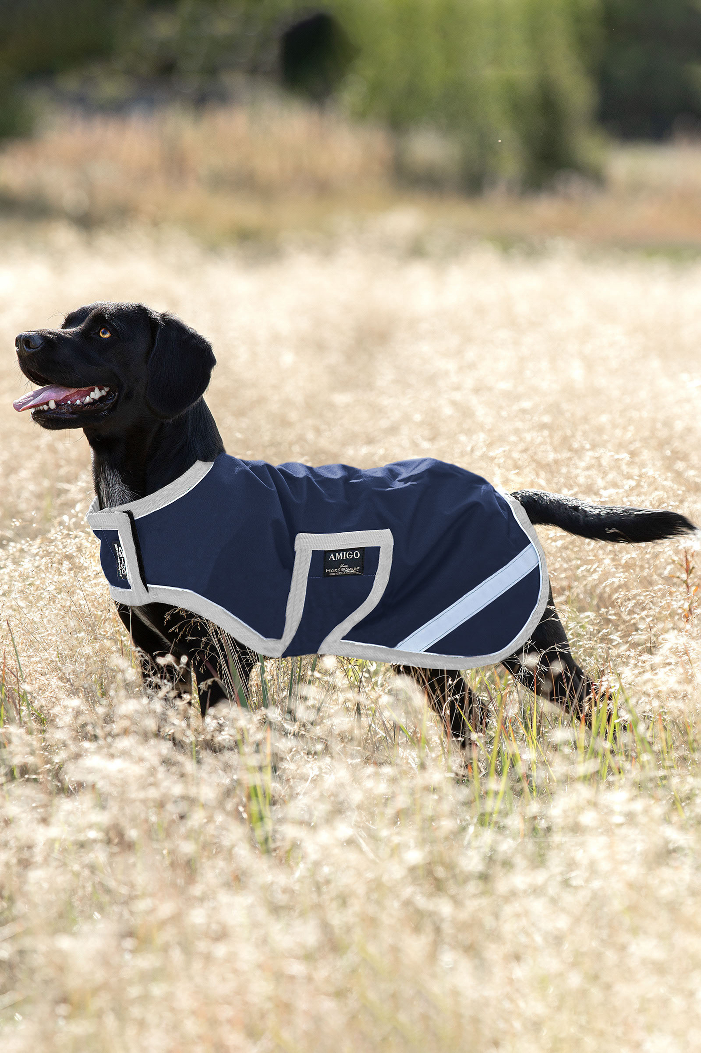 Horseware dog 2025 coat