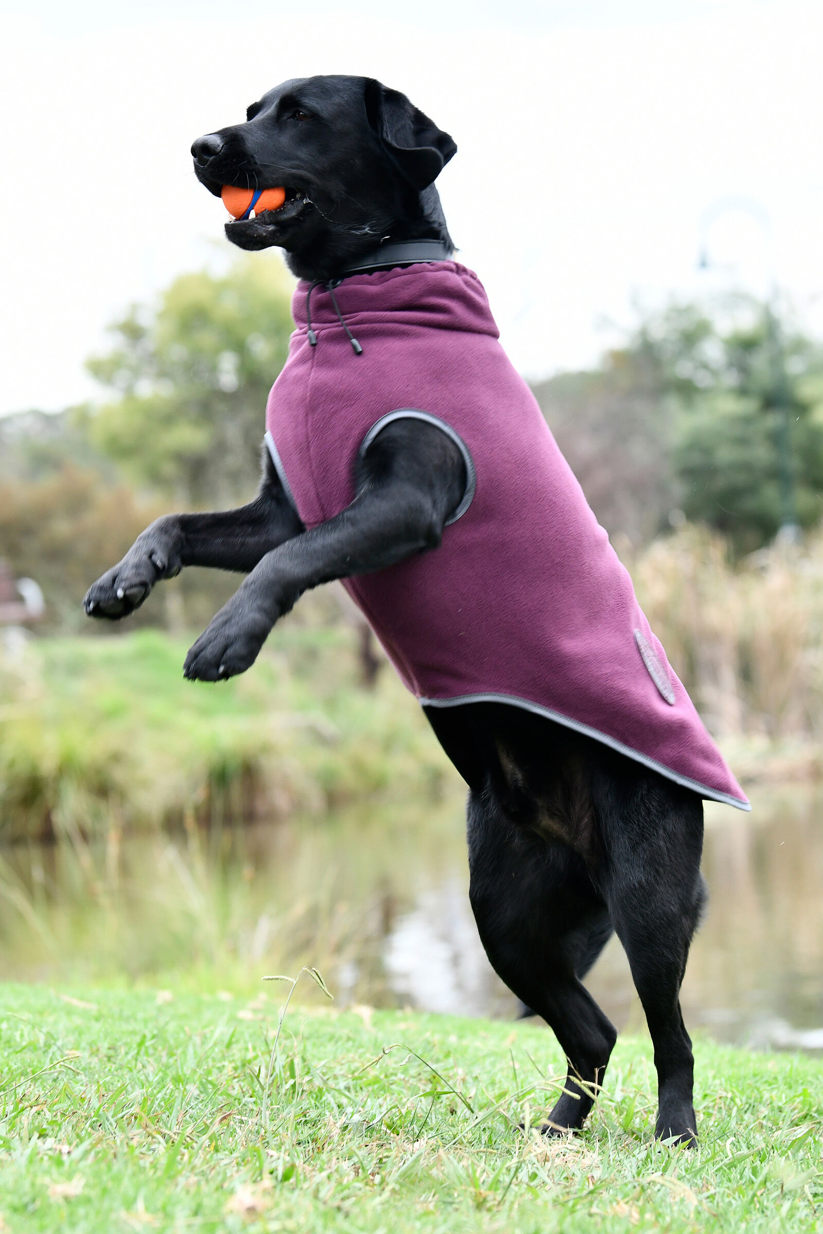 Mulberry dog shop coat
