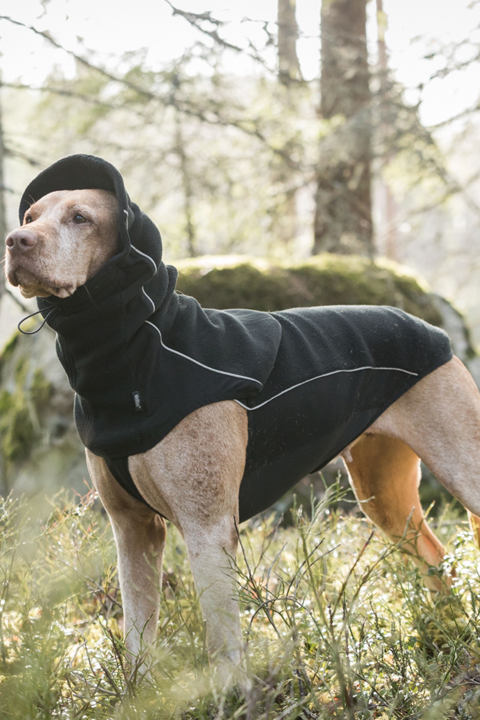Back on track dog jacket on sale