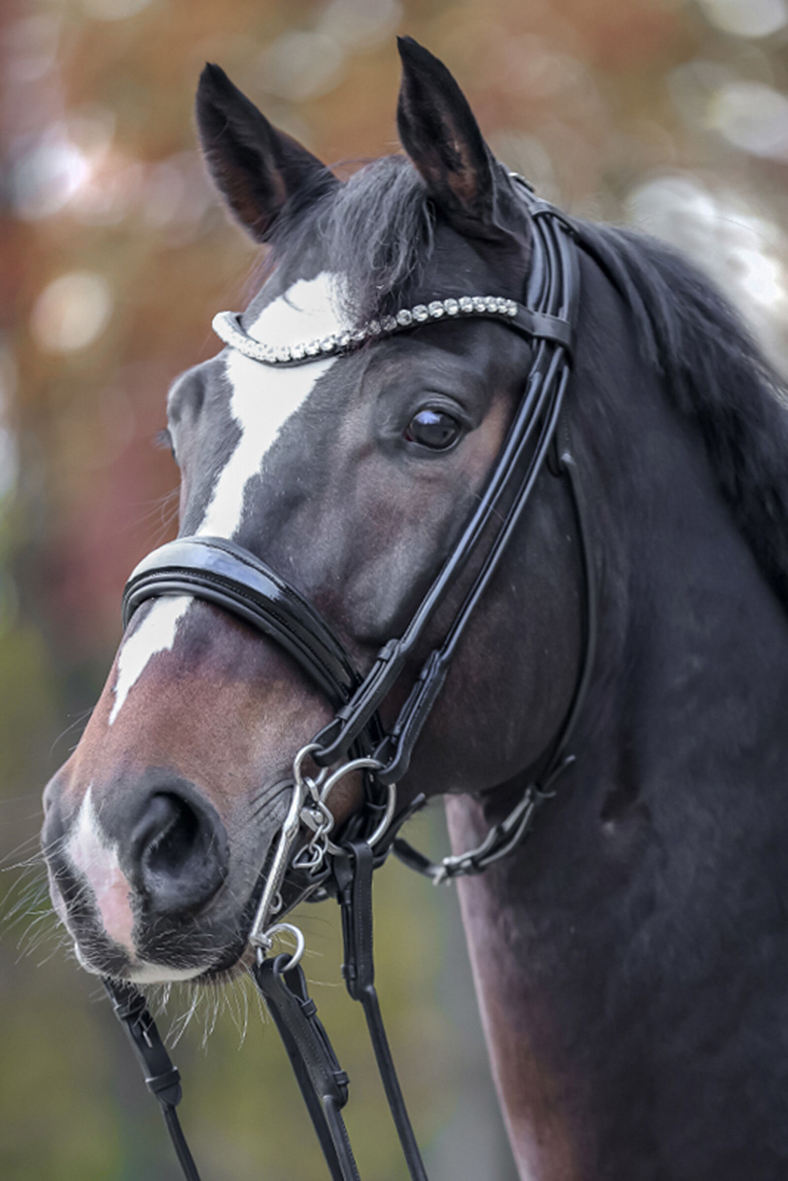 Double bridles sale