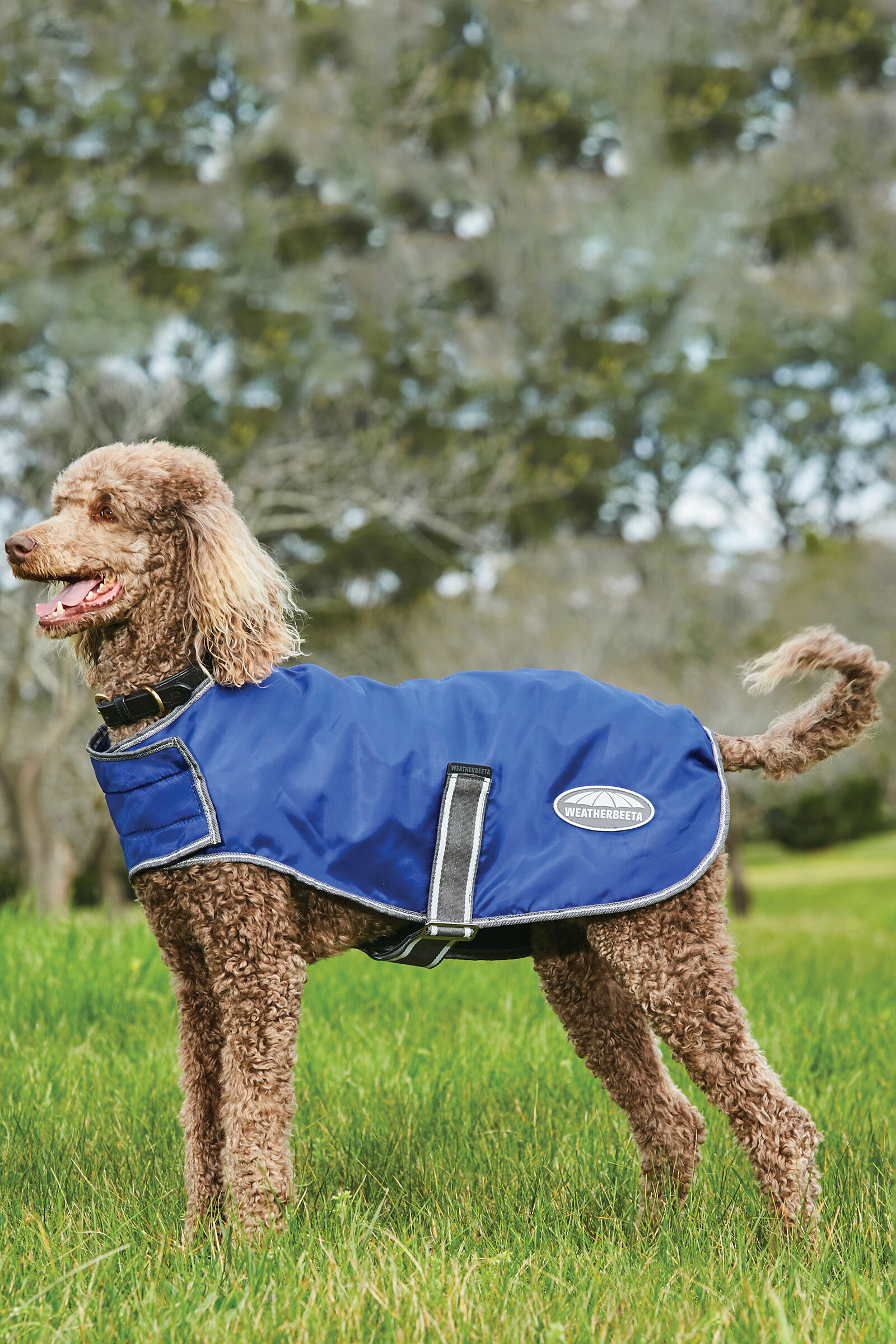 Windbreaker clearance for dogs