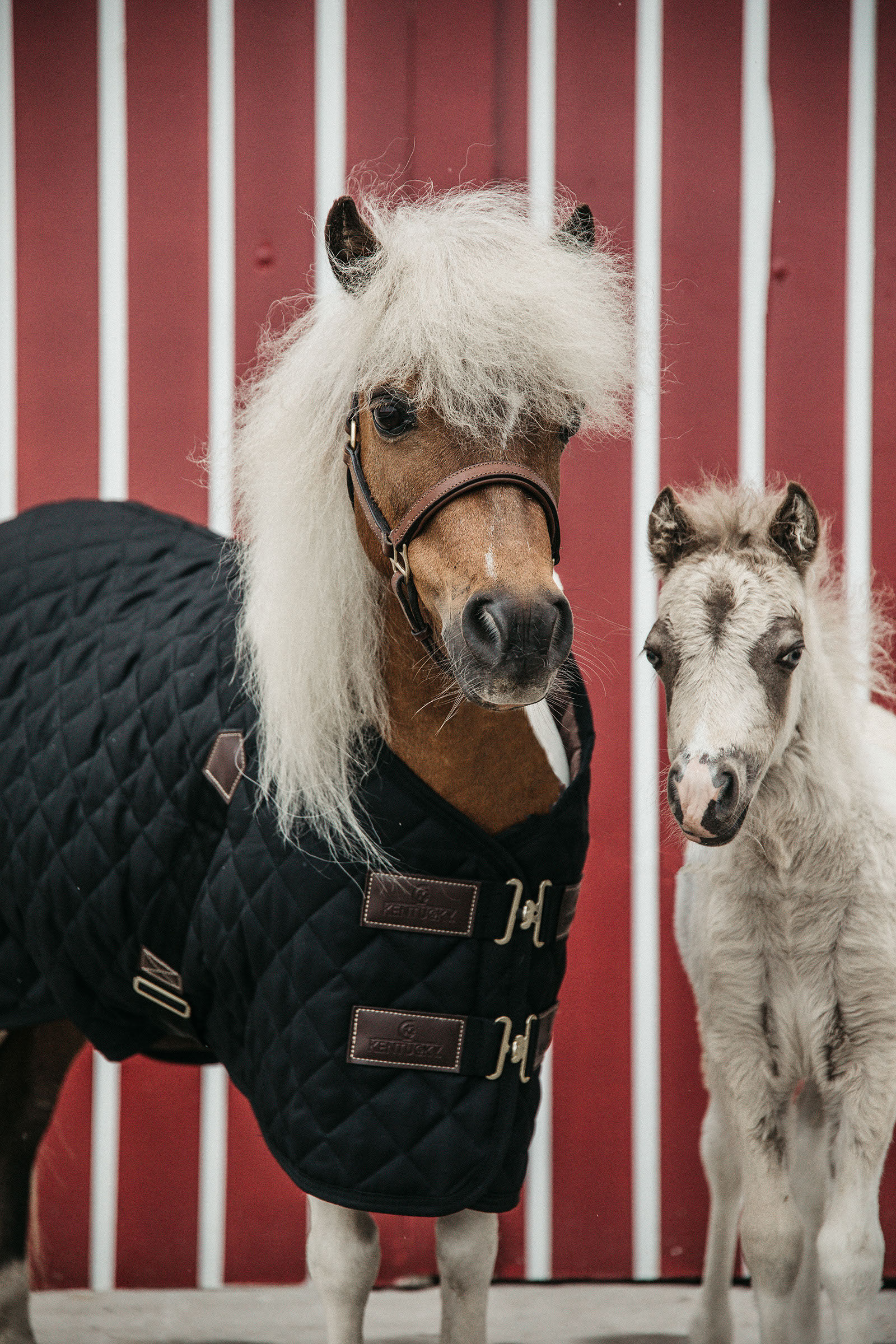 Kentucky Horsewear Tiny Pony Stable Rug 400g horze