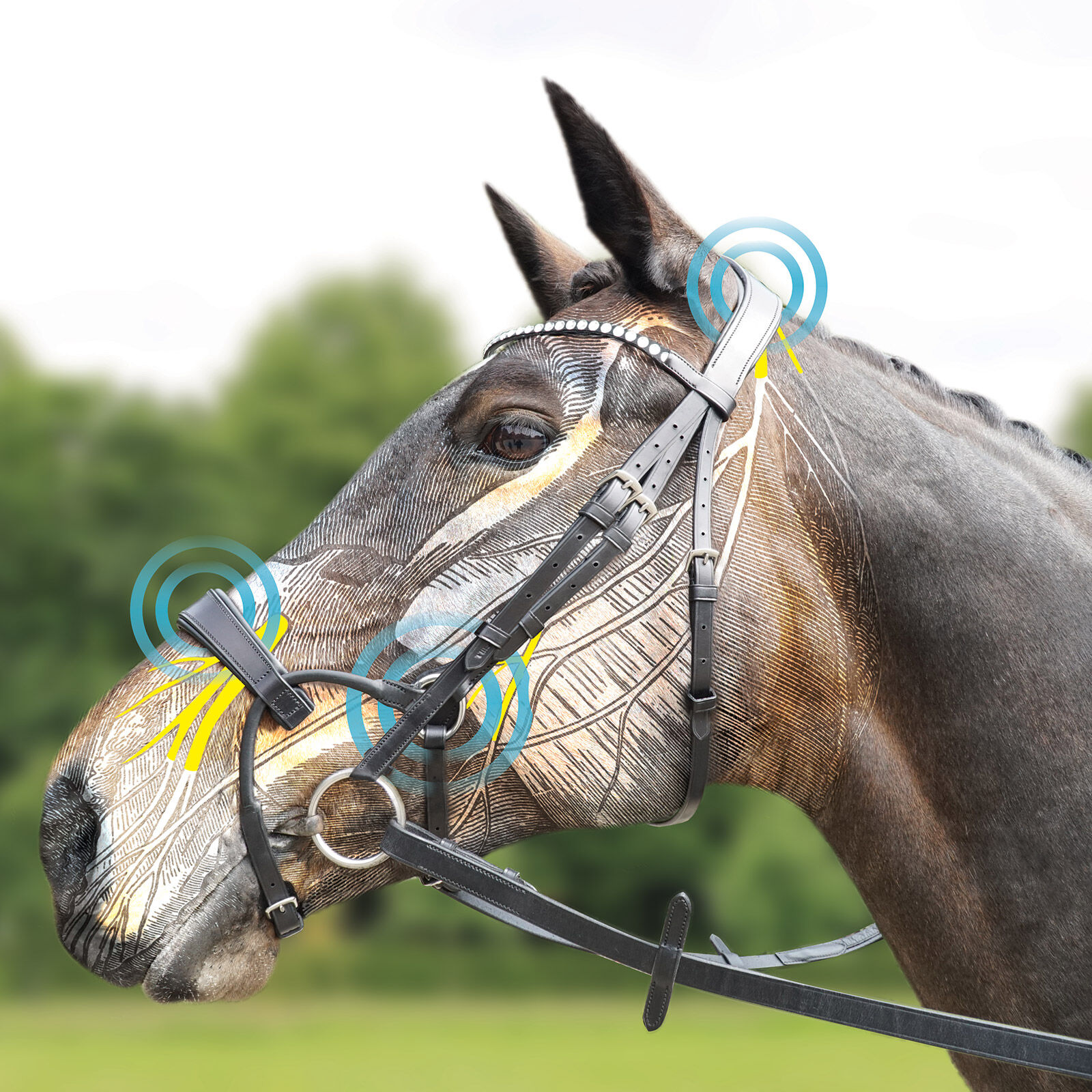 Collegiate bridles on sale